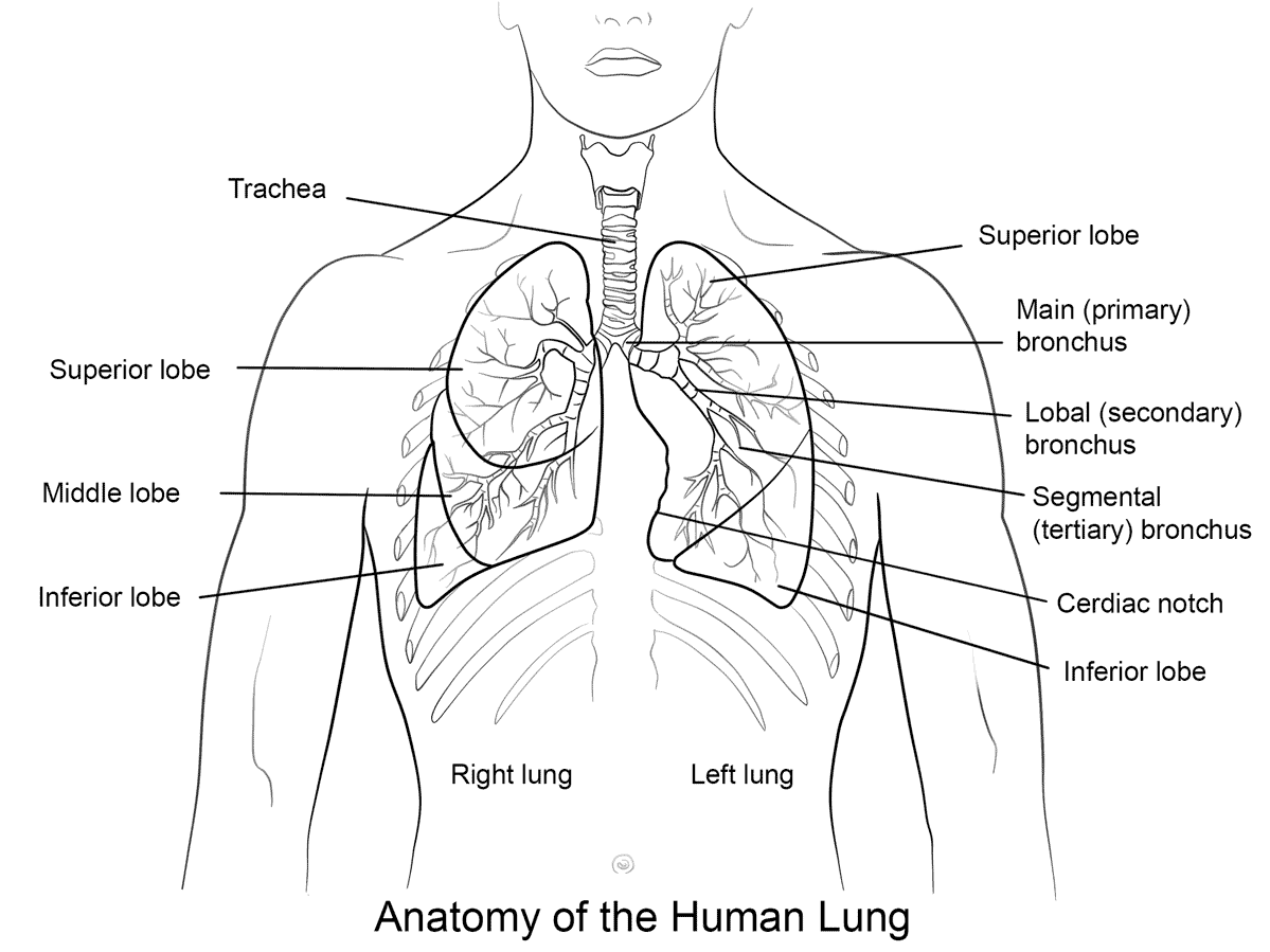 Anatomy Of The Human Lungs Coloring Pages Coloring Cool