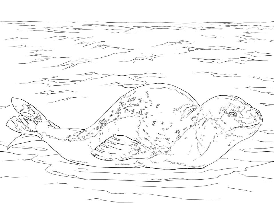 Leopard Seal Coloring Pages Coloring Cool