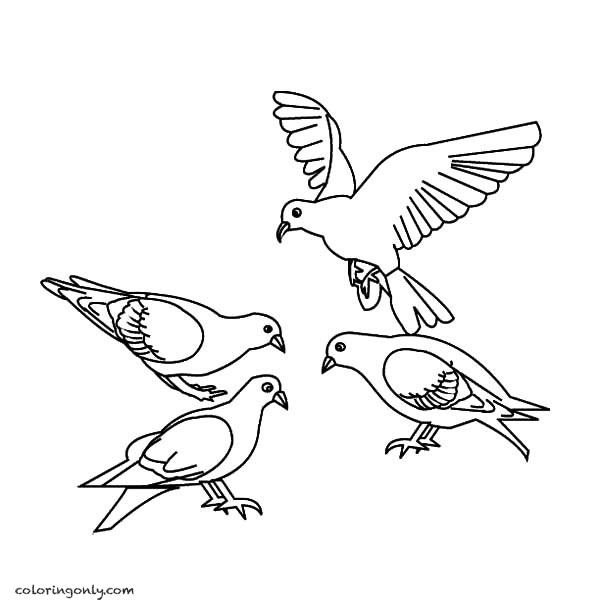 4 pigeons