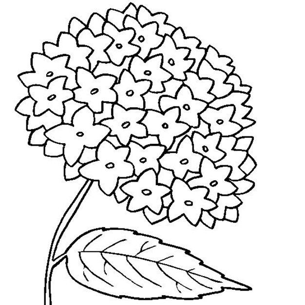 Easy Hydrangea Flower