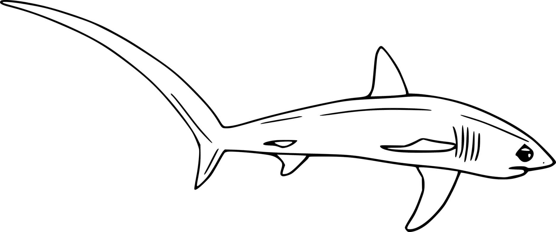 Bigeye Thresher Shark Coloring Page