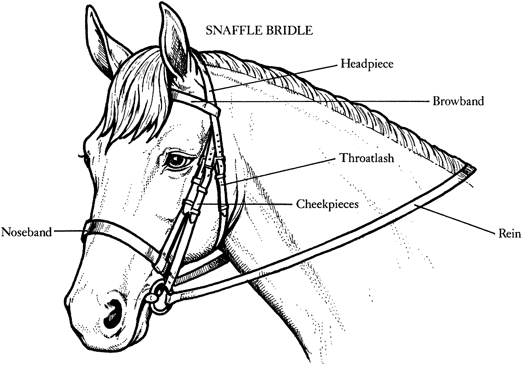 Bridle On A Horse