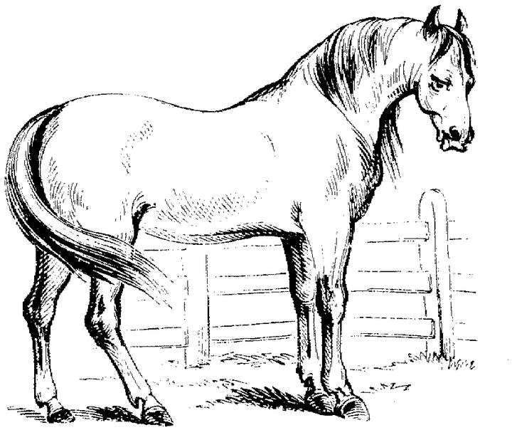 Colt In Pasture Coloring Page