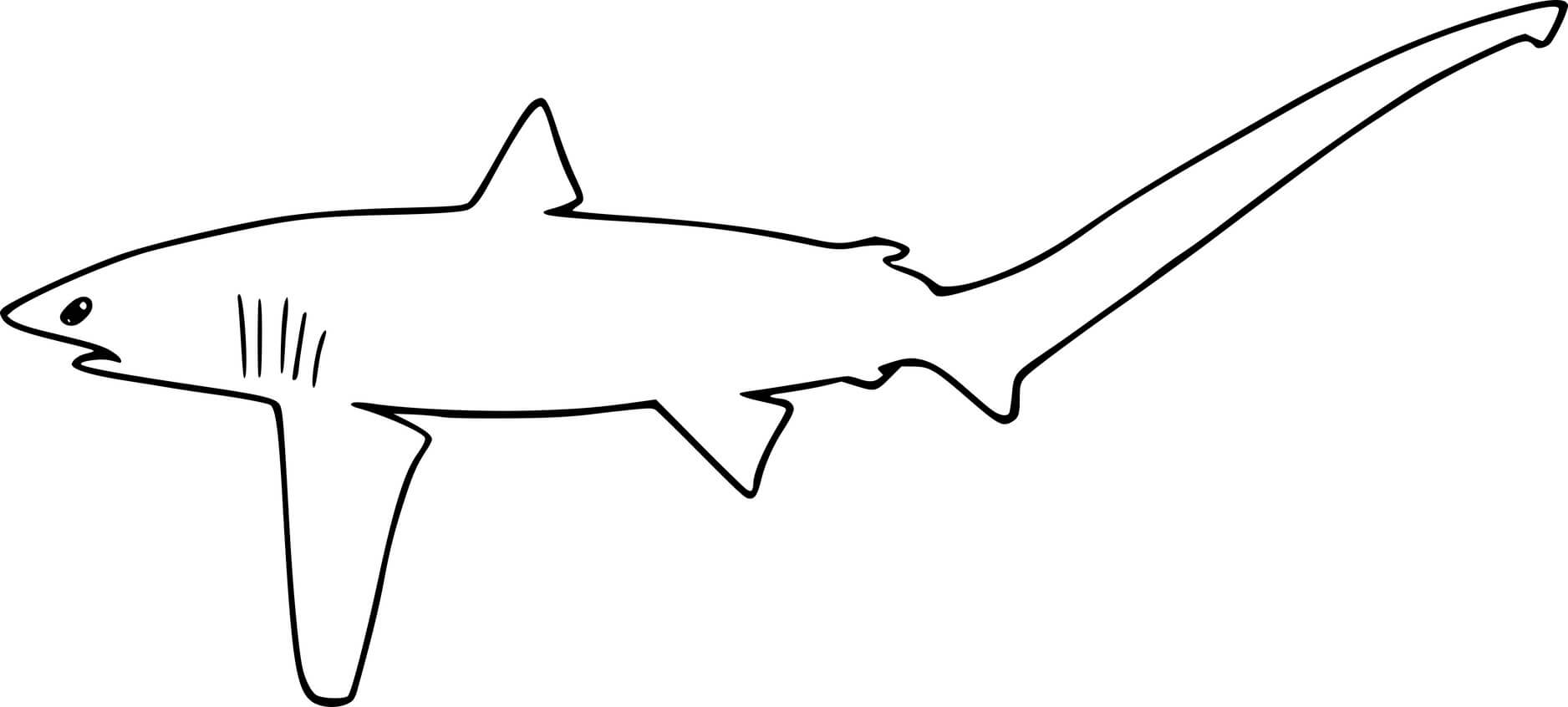 Common Thresher Shark