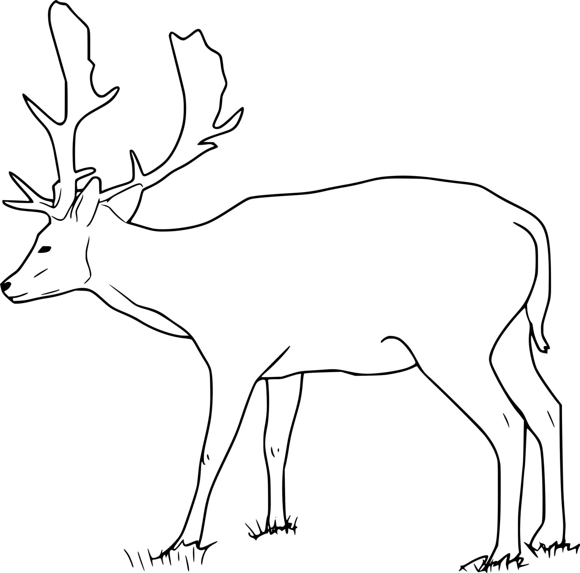 Fallow Buck Deer Coloring Page