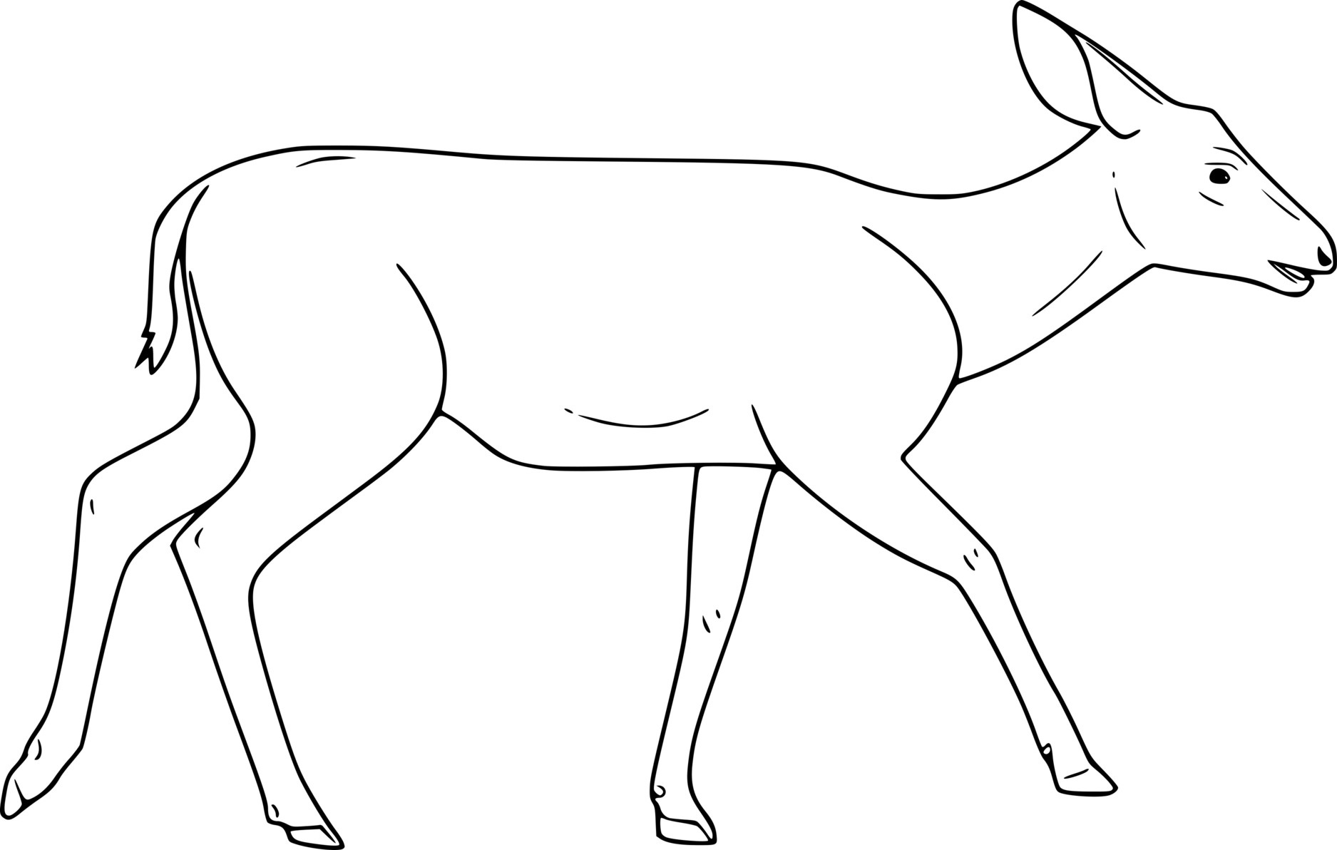 Female Mule Deer Coloring Page