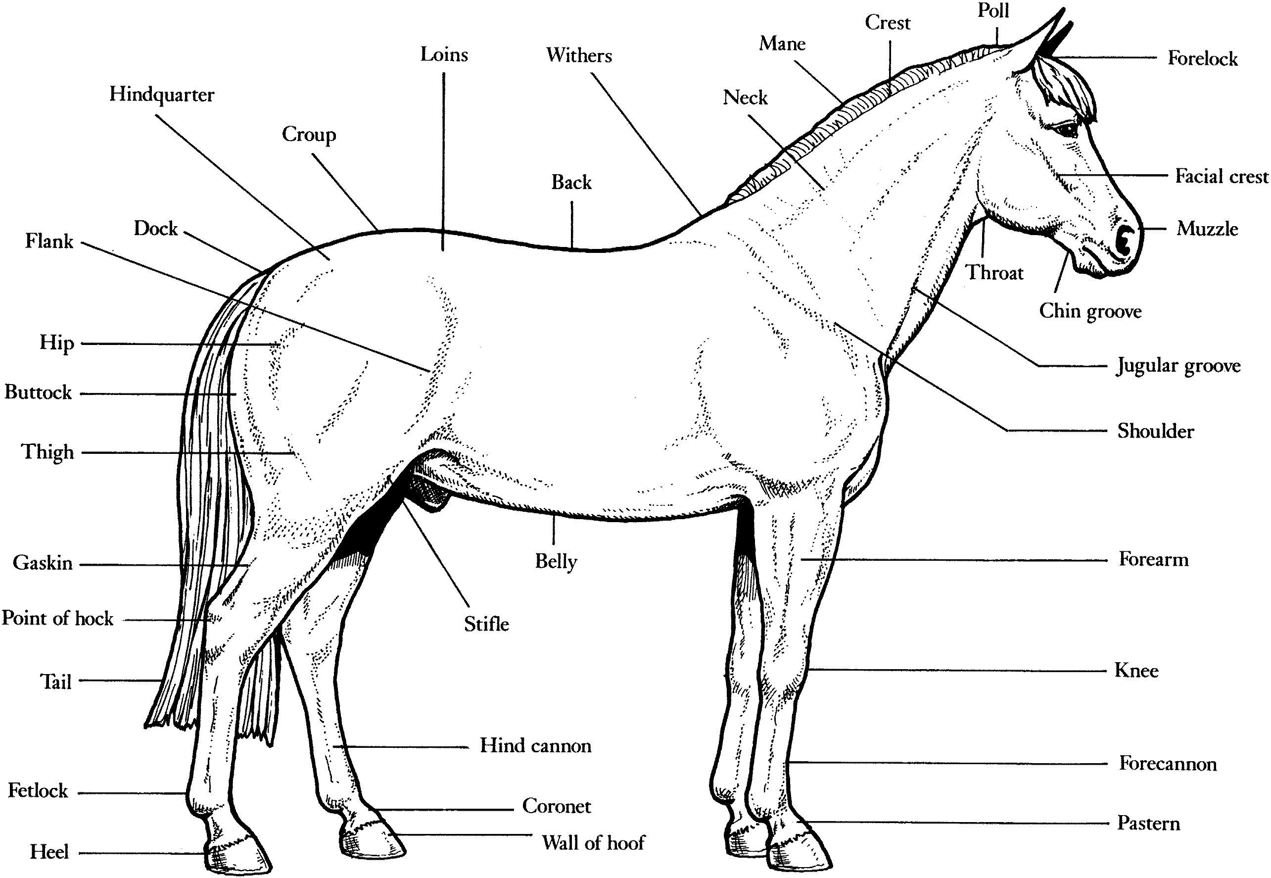 Horse Anatomy Coloring Page