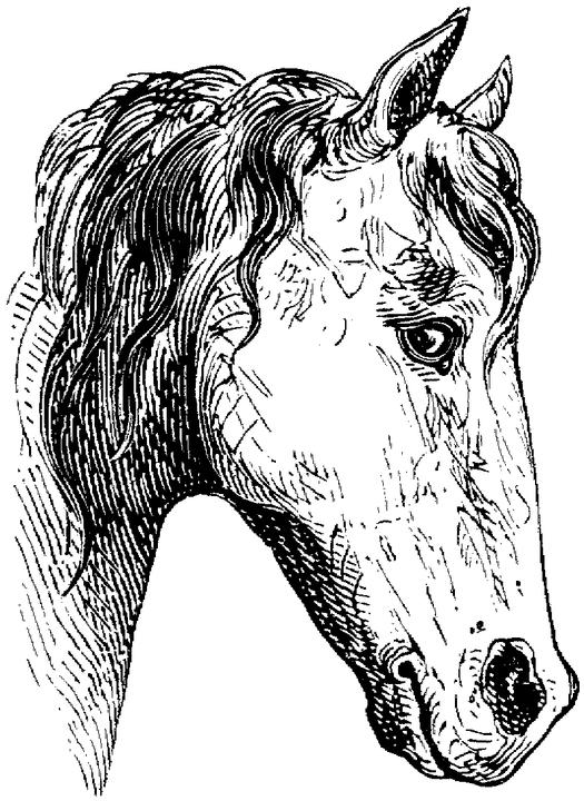 Horse Profile Coloring Page