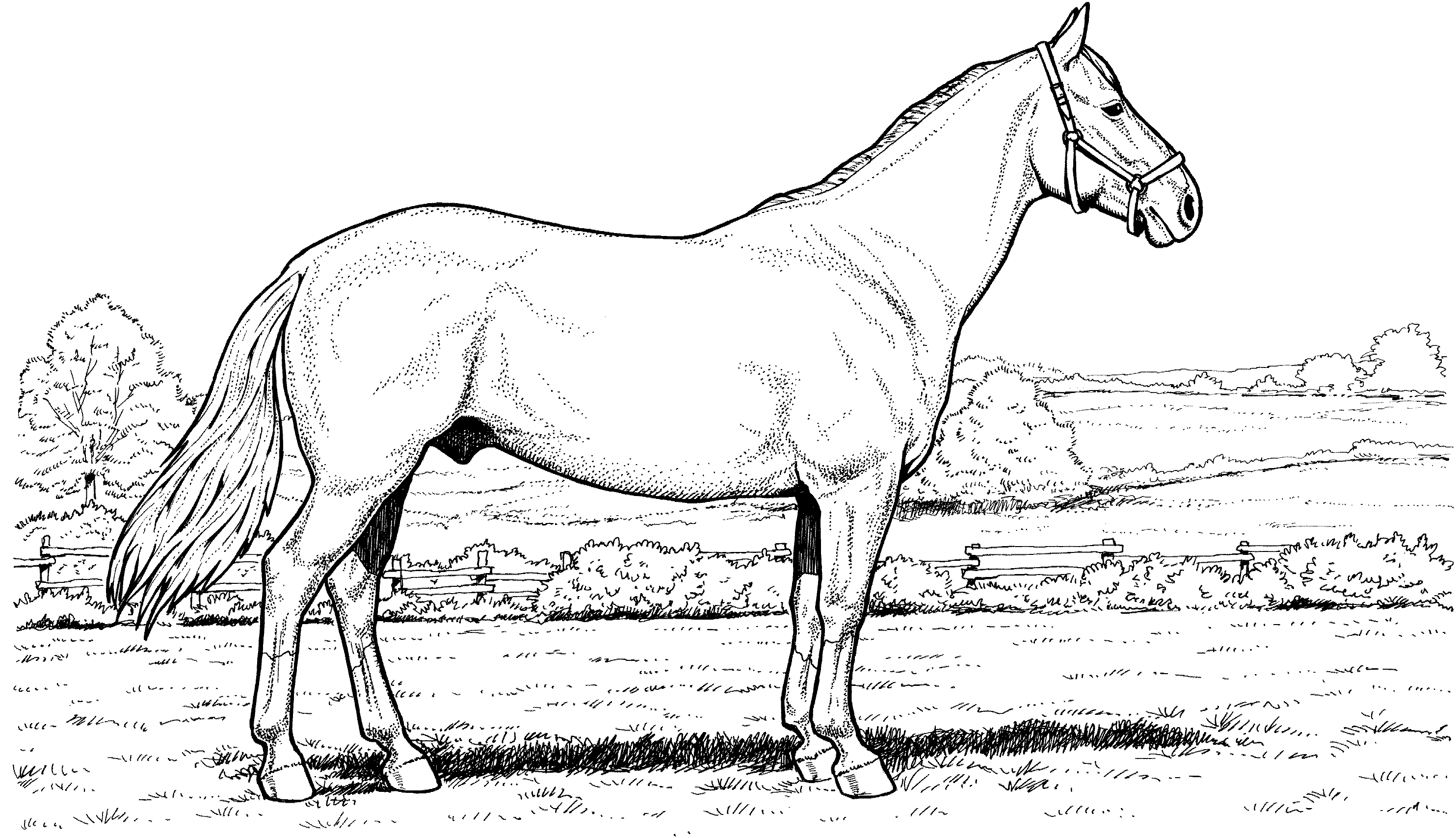 Horse In Field Coloring Page