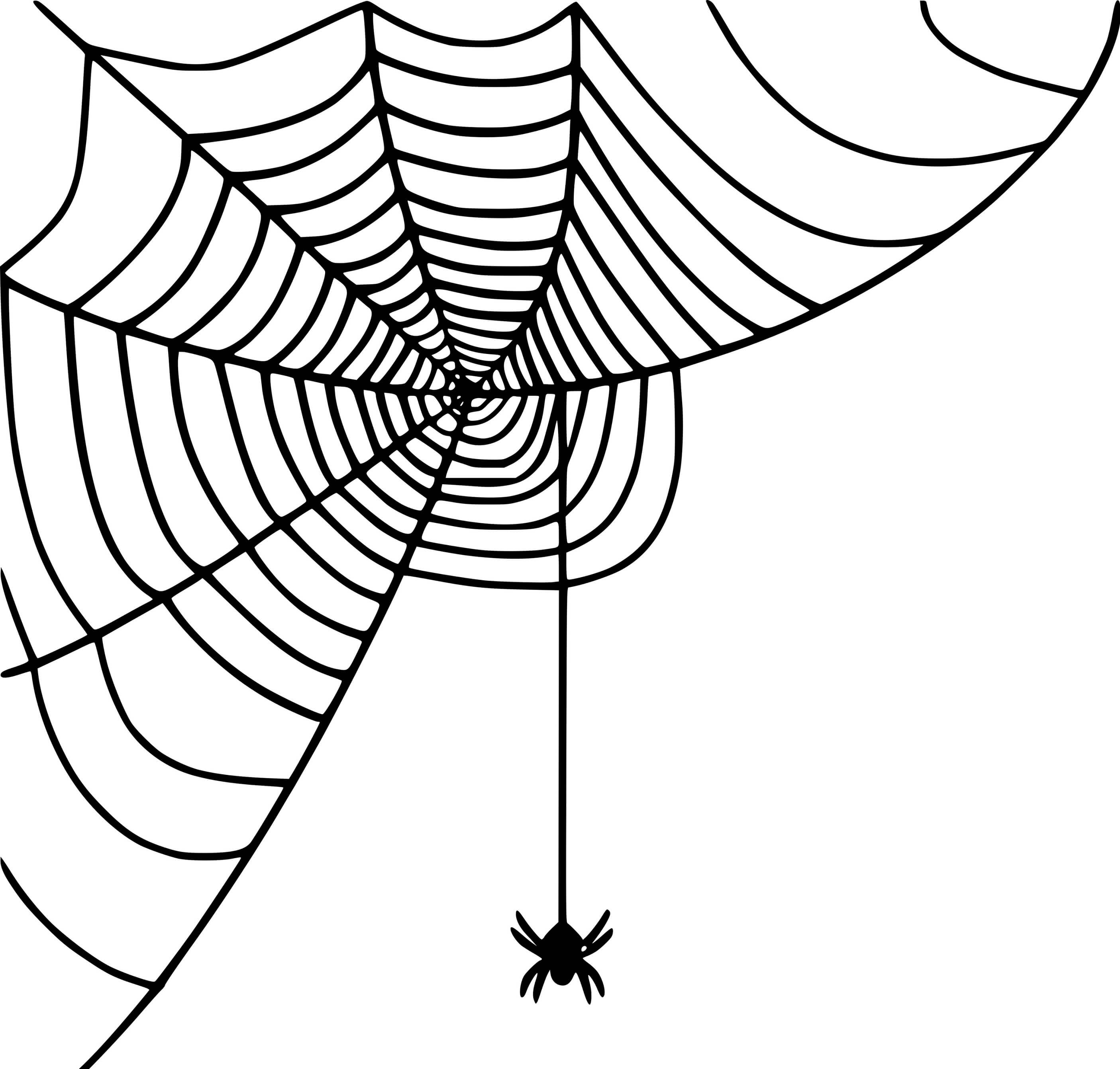 Little Spider Spinning Web