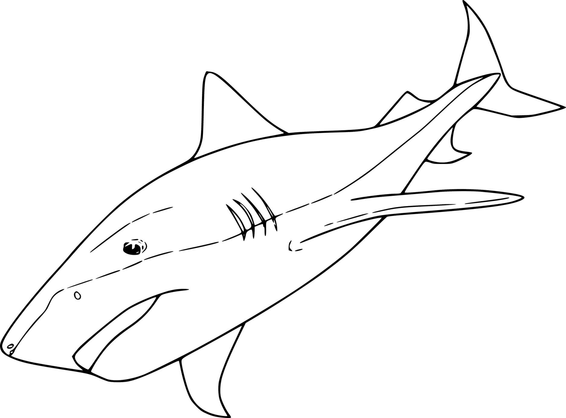 Longfin Mako Shark Coloring Page
