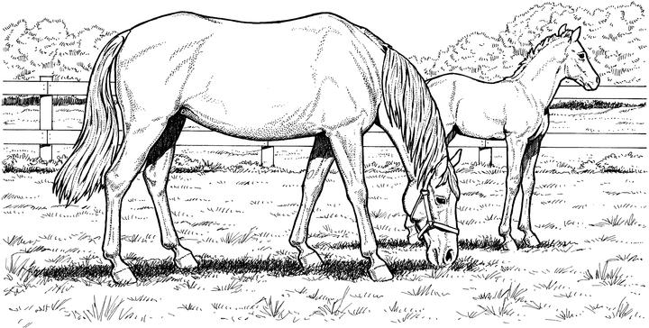 Mare And Filly In Field Coloring Page