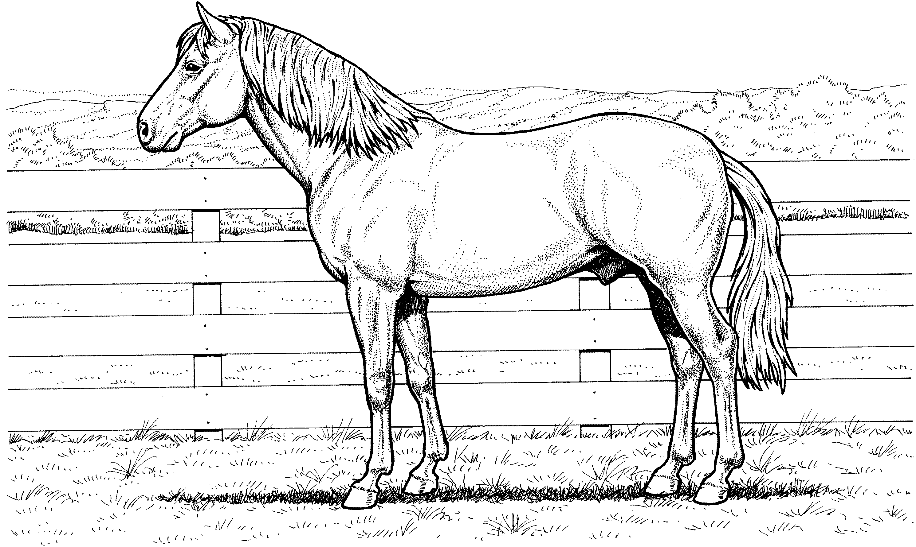 Quarter Horse Coloring Page