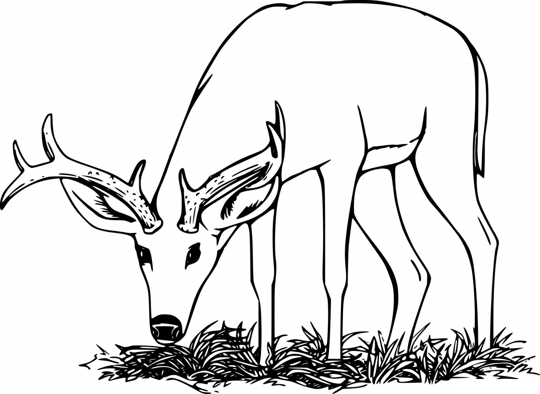 Realistic Deer Eating Grass Coloring Page