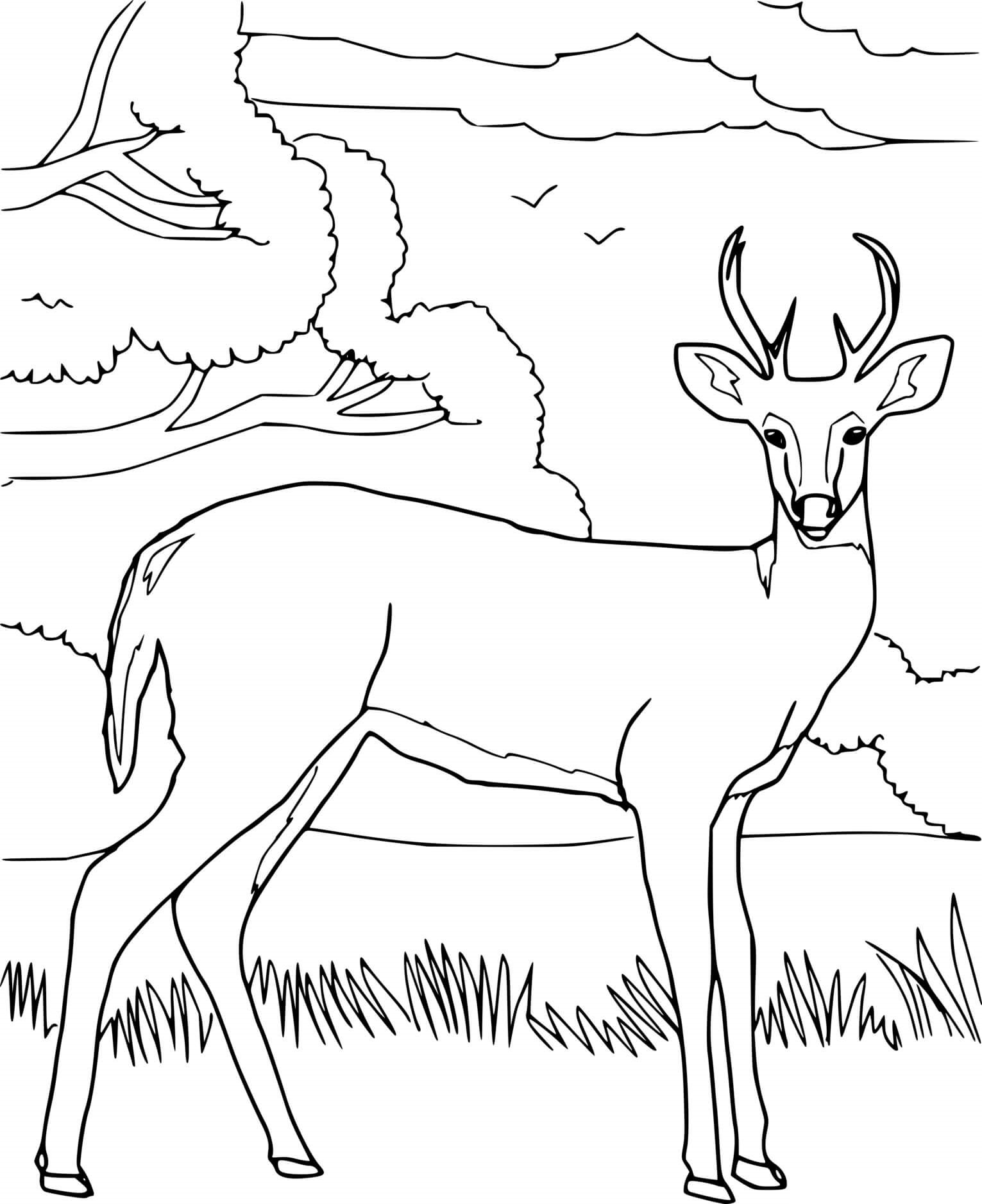 Realistic Deer And Trees Coloring Page