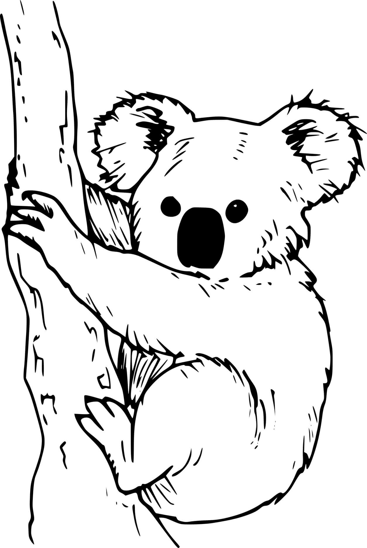 Realistic Koala Climbing The Tree