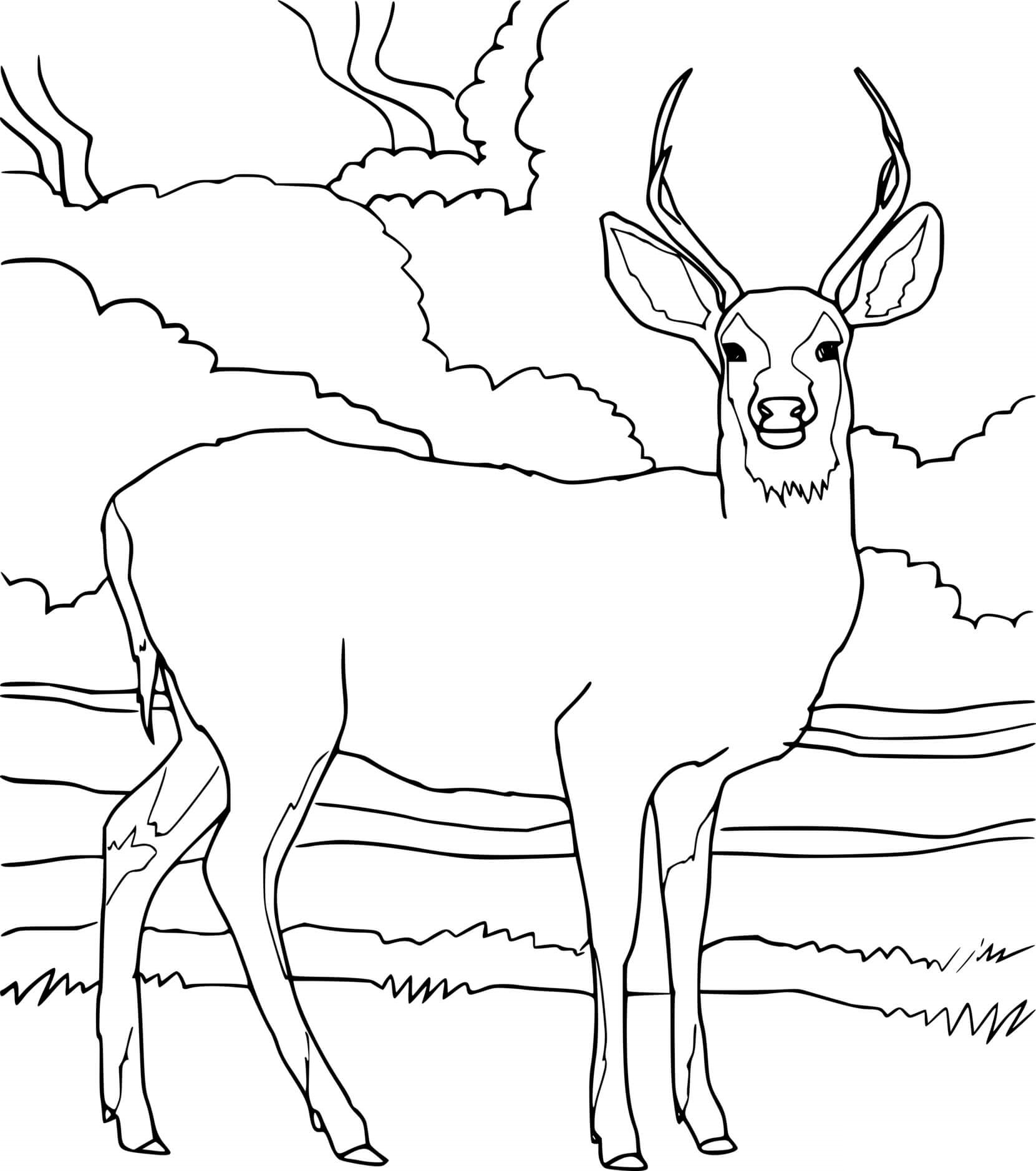 Realistic Mule Deer