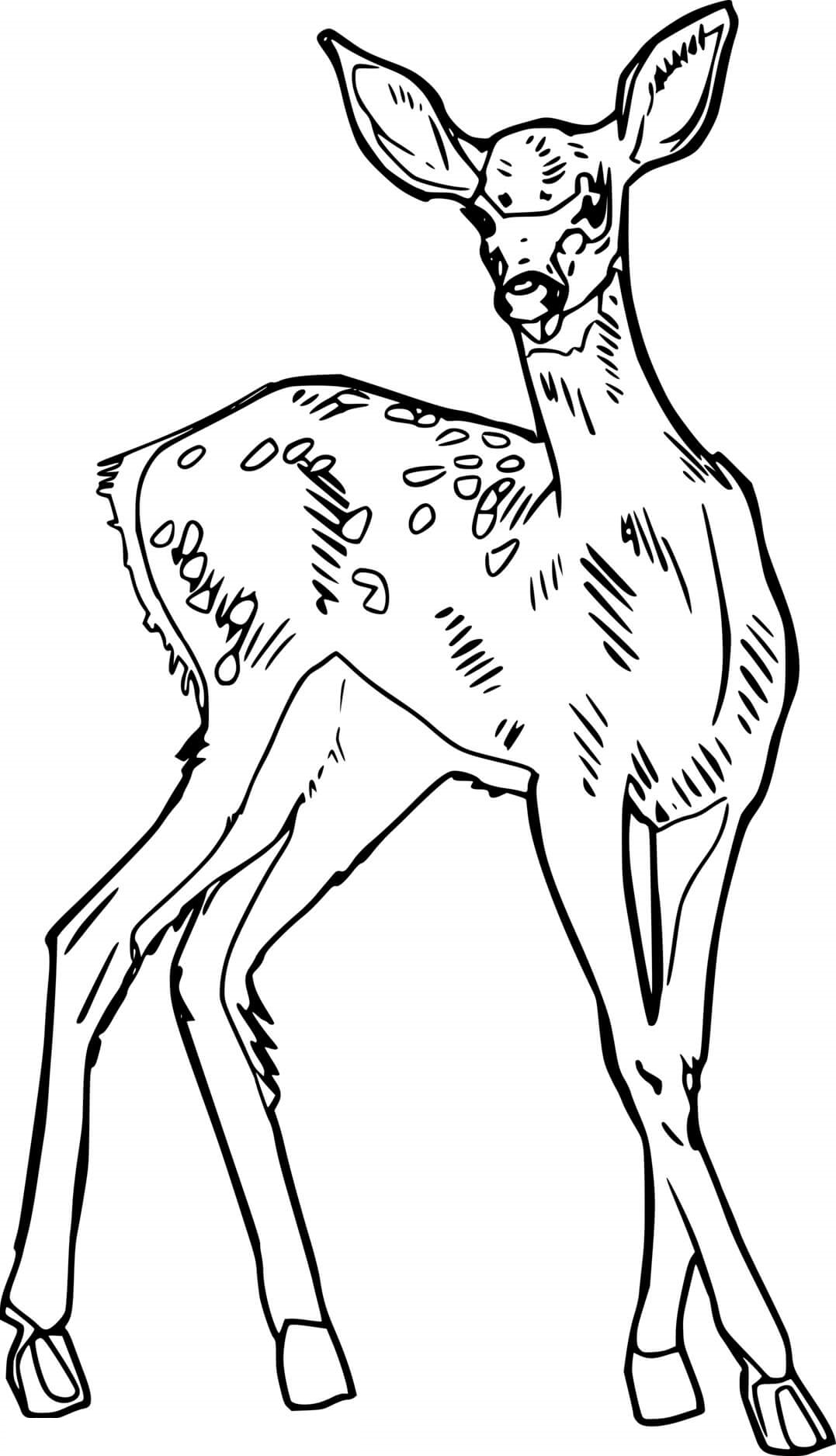 Realistic Spotted Deer Coloring Page