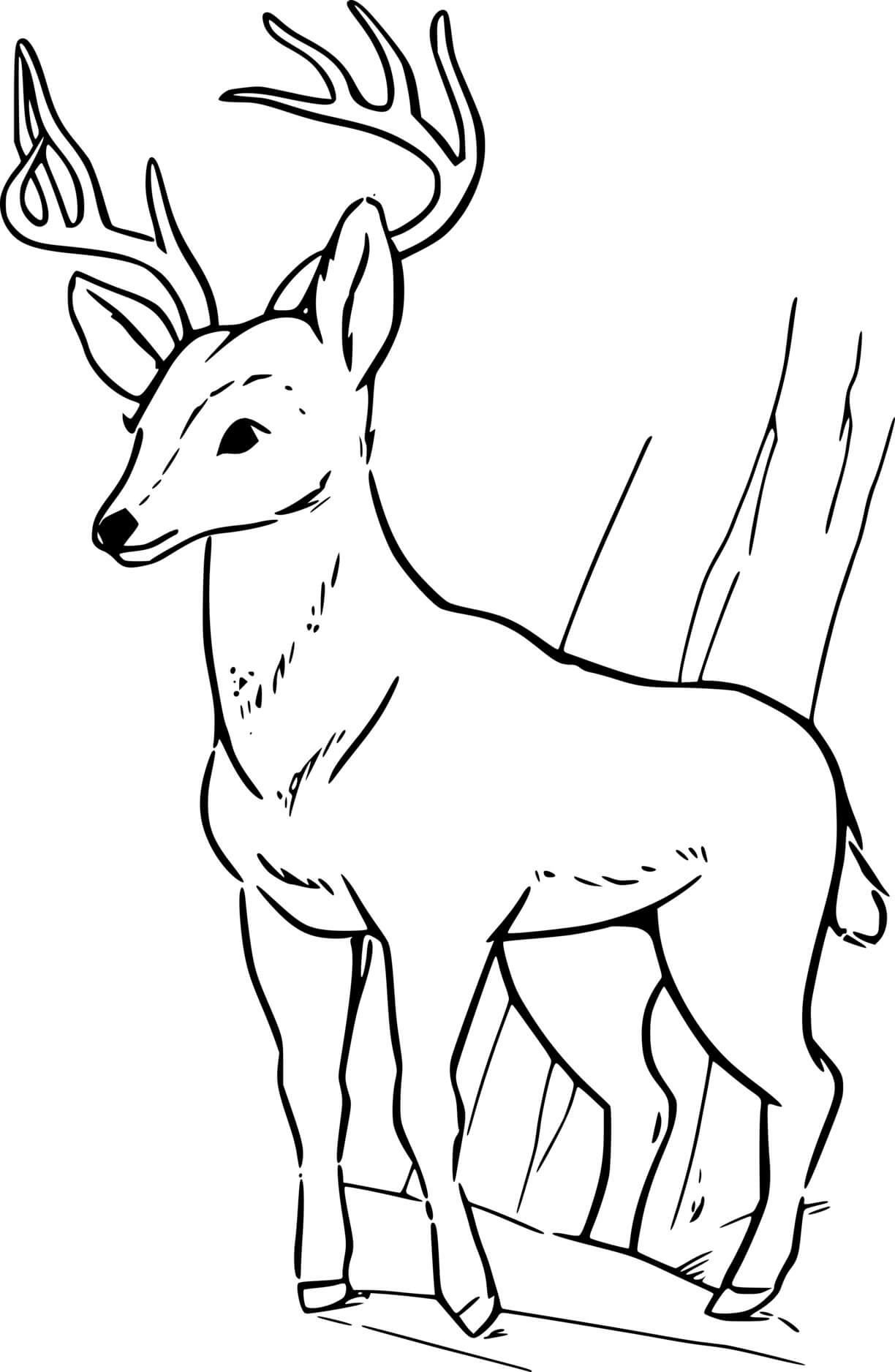 Realistic Young Deer Coloring Page
