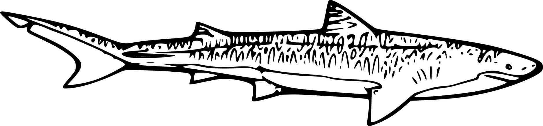 Sand Tiger Shark Coloring Page