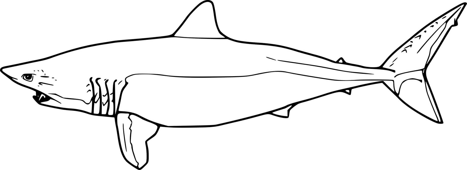 Shortfin Mako Shark Coloring Page