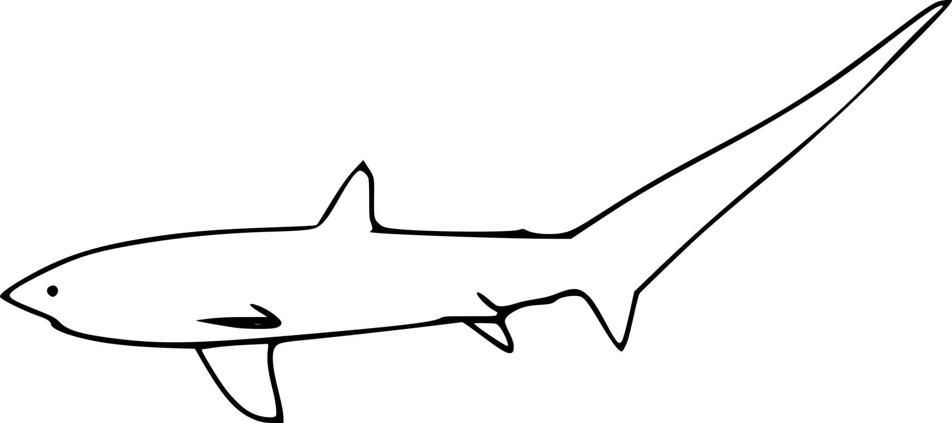 Simple Thresher Shark