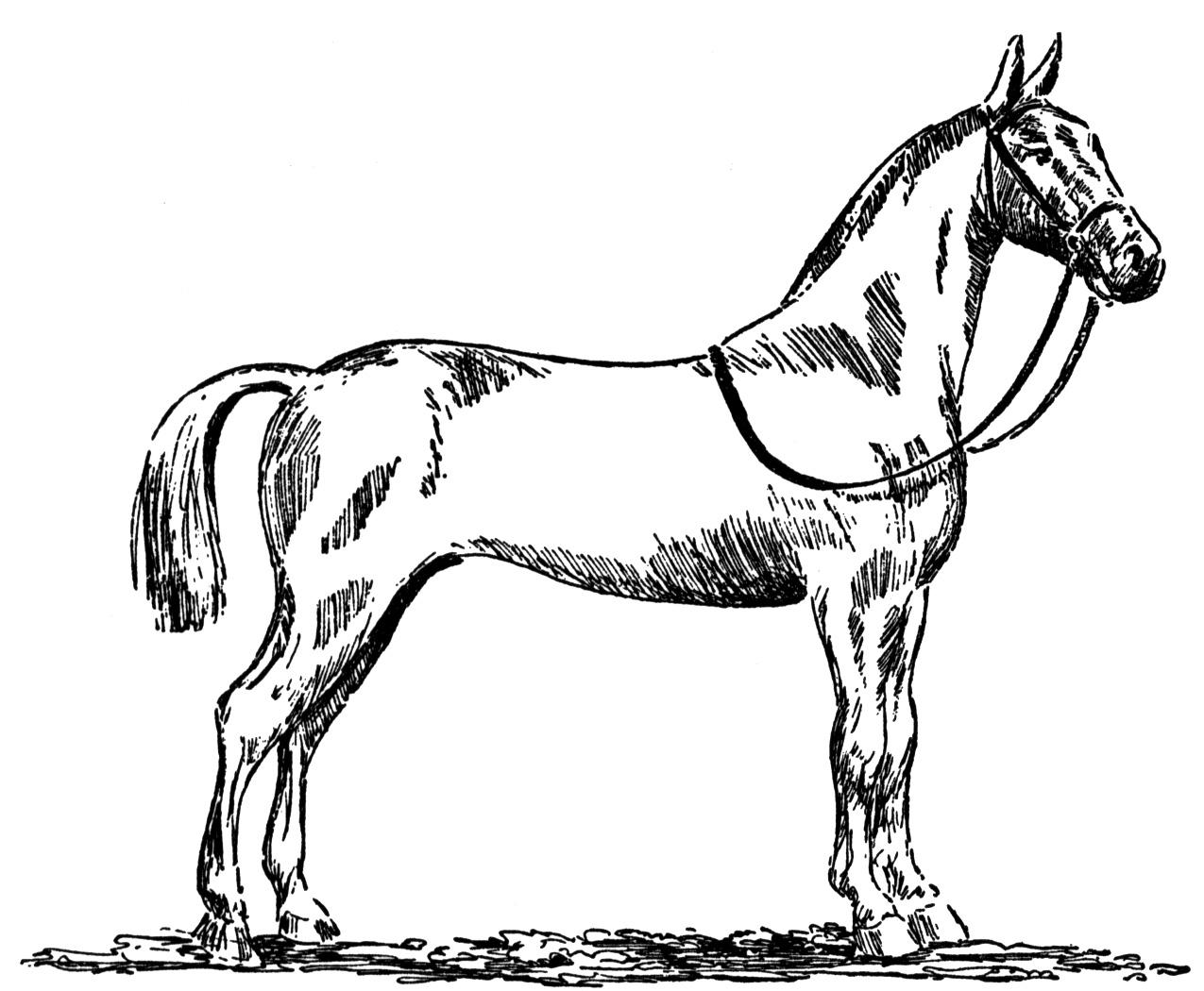 Standardbred Horse Coloring Page