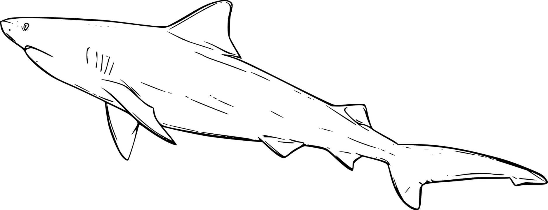 Swimming Bull Shark