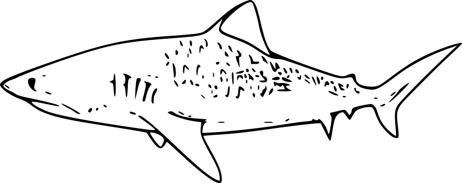 Swimming Tiger Shark