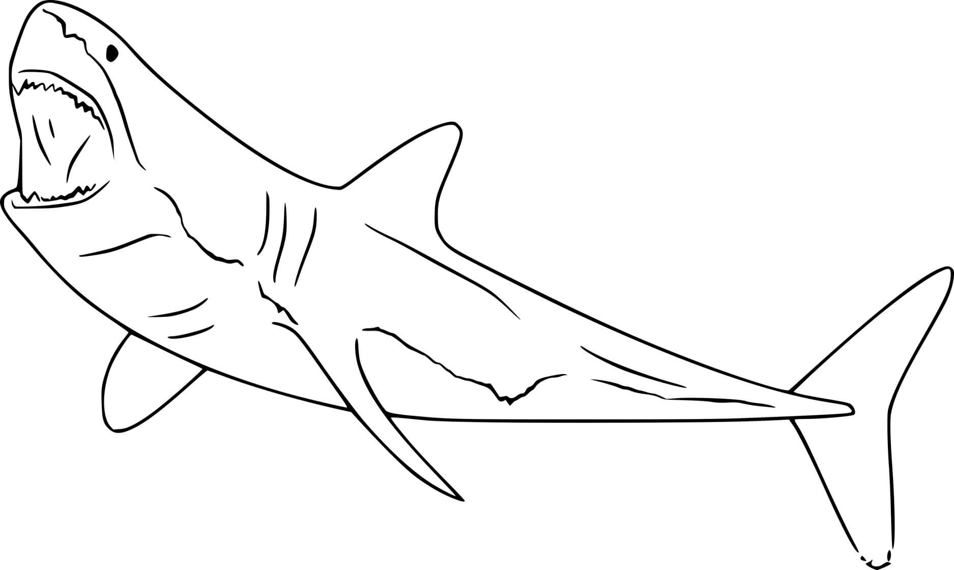 Swimming White Shark Coloring Page