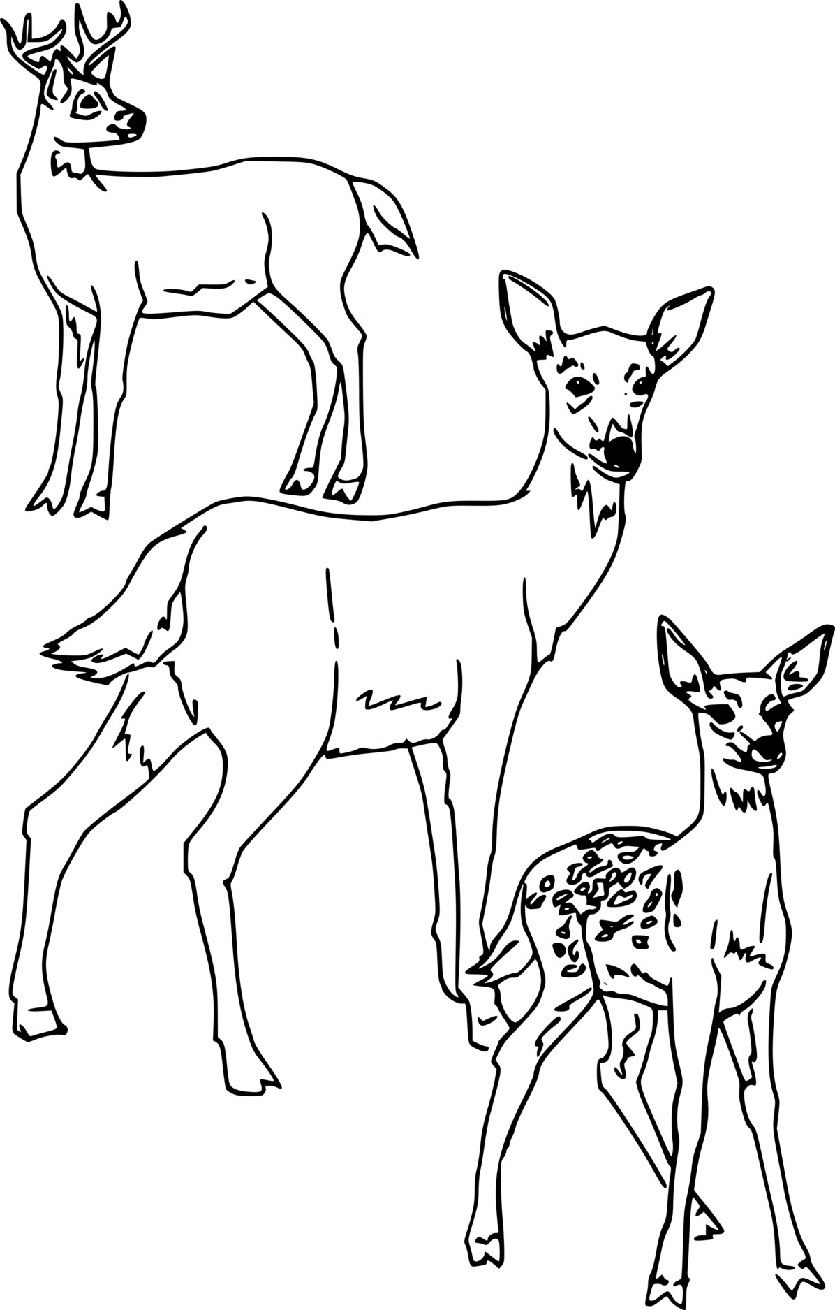 Three Different Deer