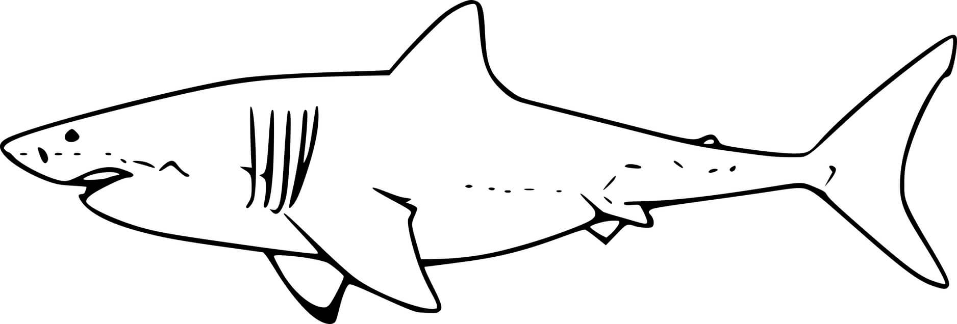 Very Easy White Shark Coloring Page