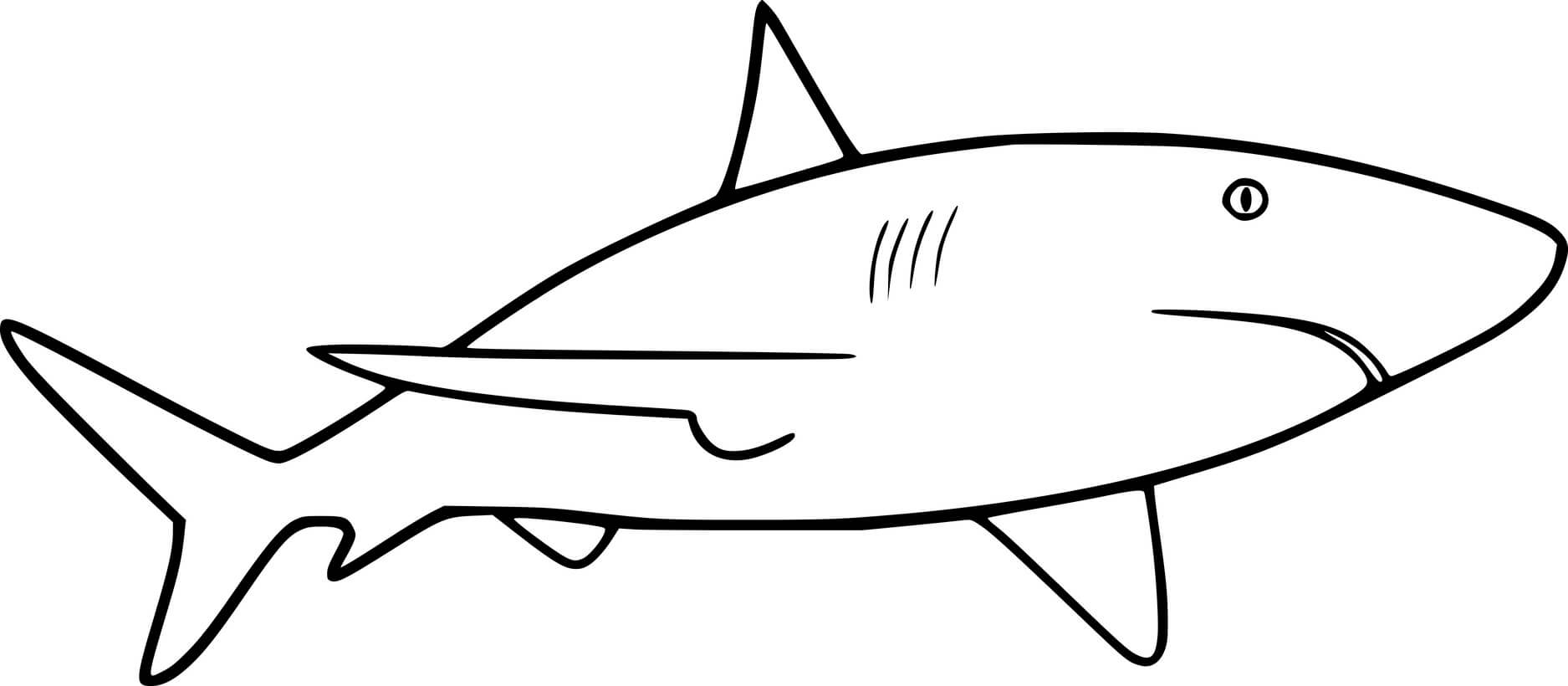 Very Simple Great White Shark Coloring Page