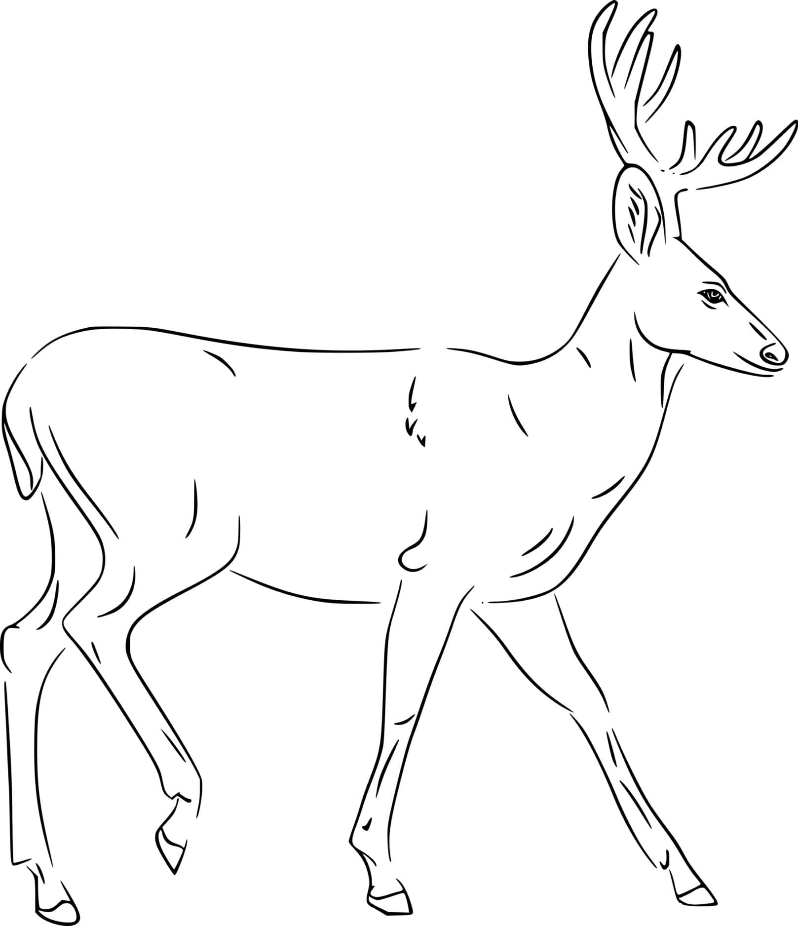 Walking Realistic Deer Coloring Page