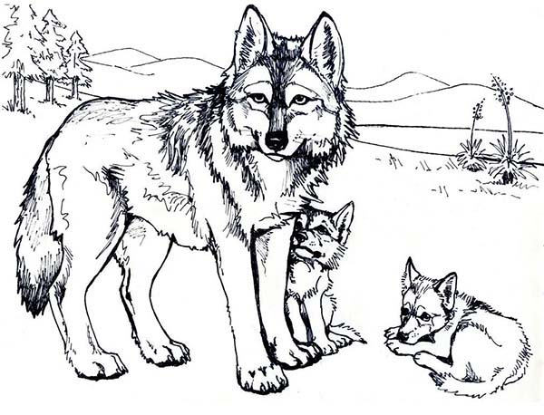 Wolf With Baby Wolfs Coloring Page