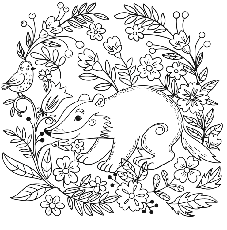 A Badger Coloring Page