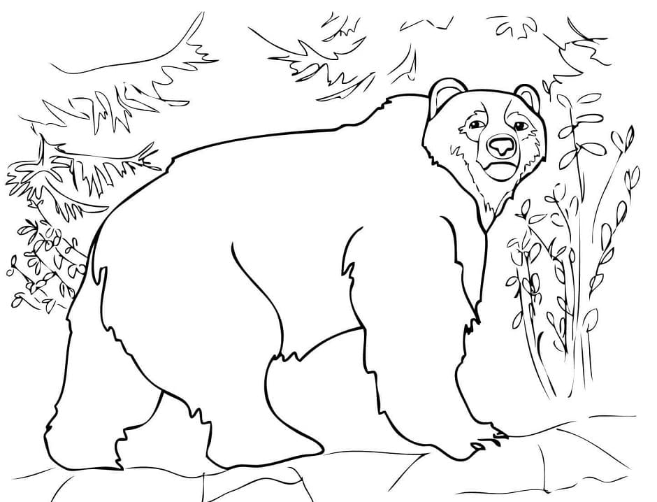 A Brown Bear Coloring Page