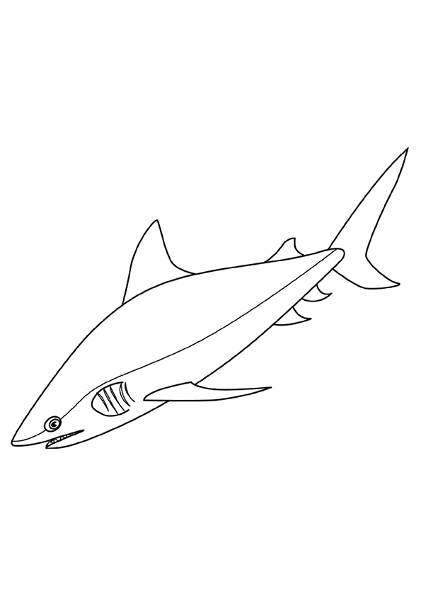 A Bull Shark Coloring Page