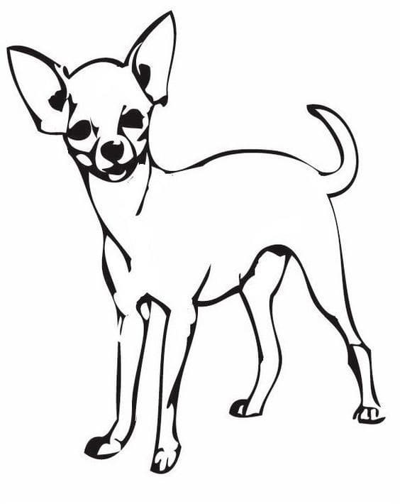 A Chihuahua Dog Coloring Page