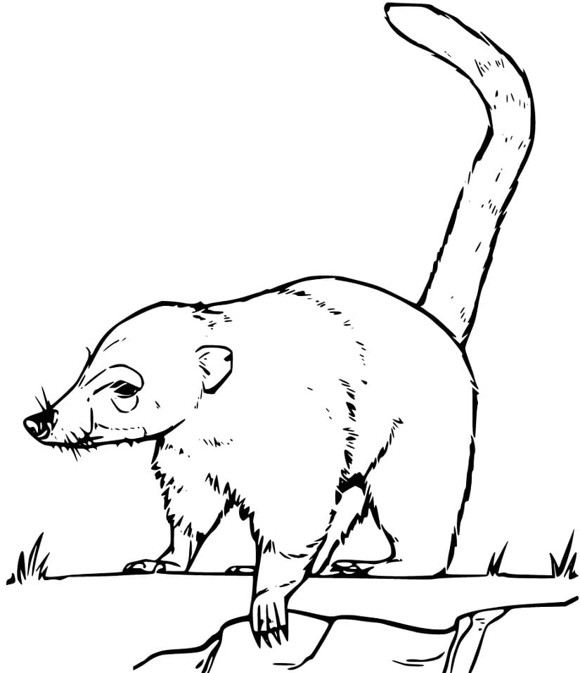 A Coati Coloring Page