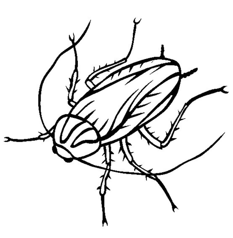 A Cockroach Coloring Page