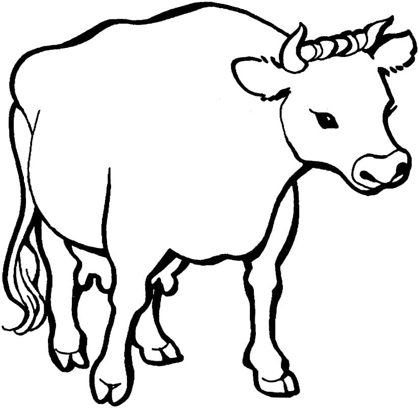 A Cow