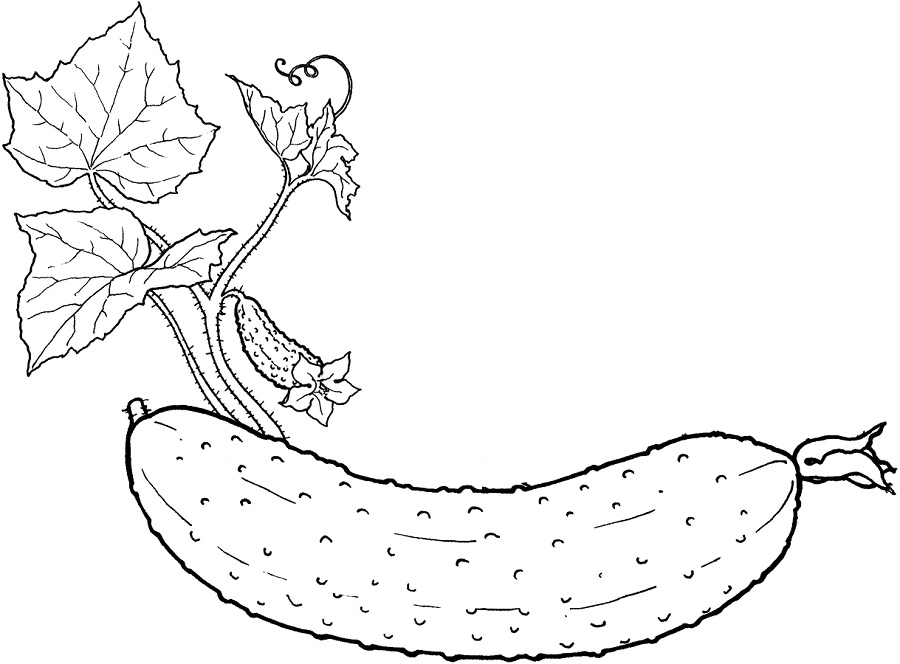 A Cucumber Coloring Page