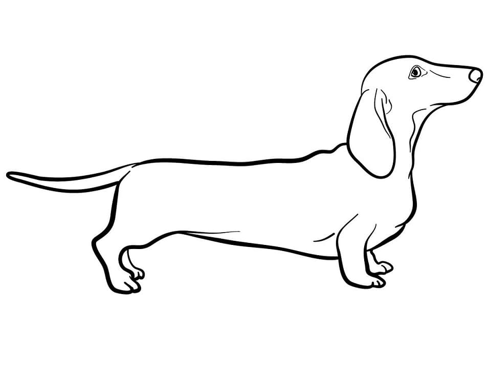A Dachshund Dog Coloring Page