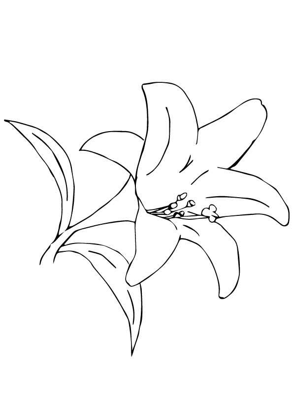 A Desert Lily Coloring Page