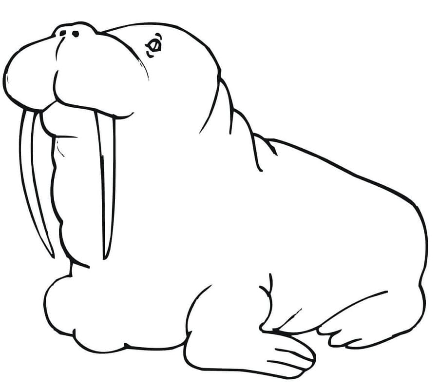 A Fat Walrus