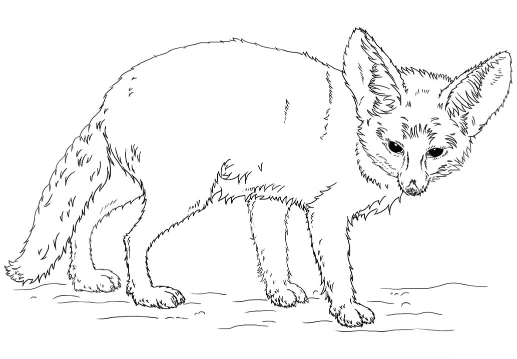 A Fennec Fox Coloring Page
