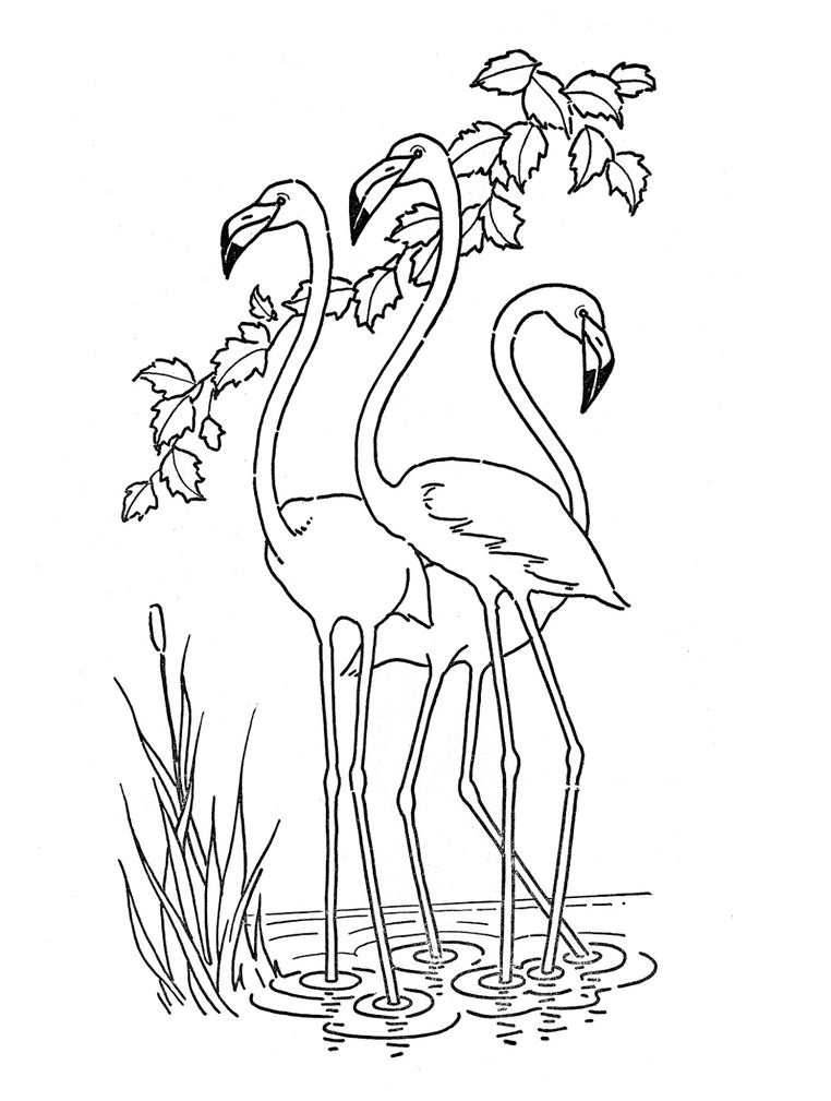 A Flock Of Flamingos Coloring Page