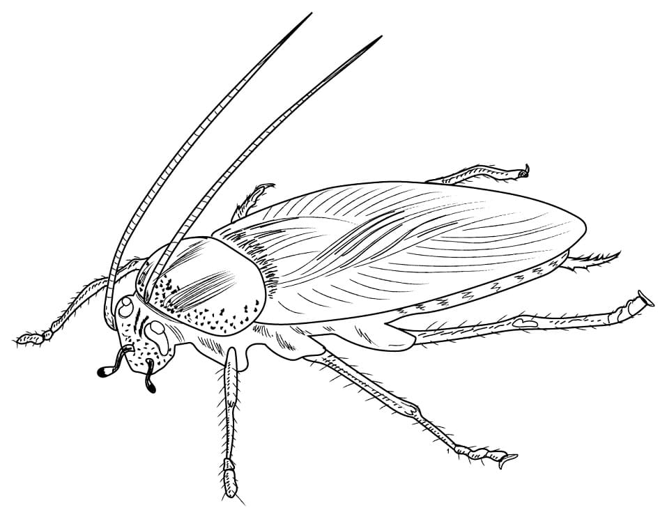 A German Cockroach Coloring Page