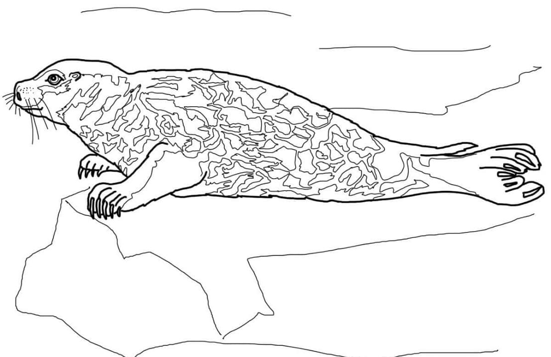 A Harbor Seal Coloring Page